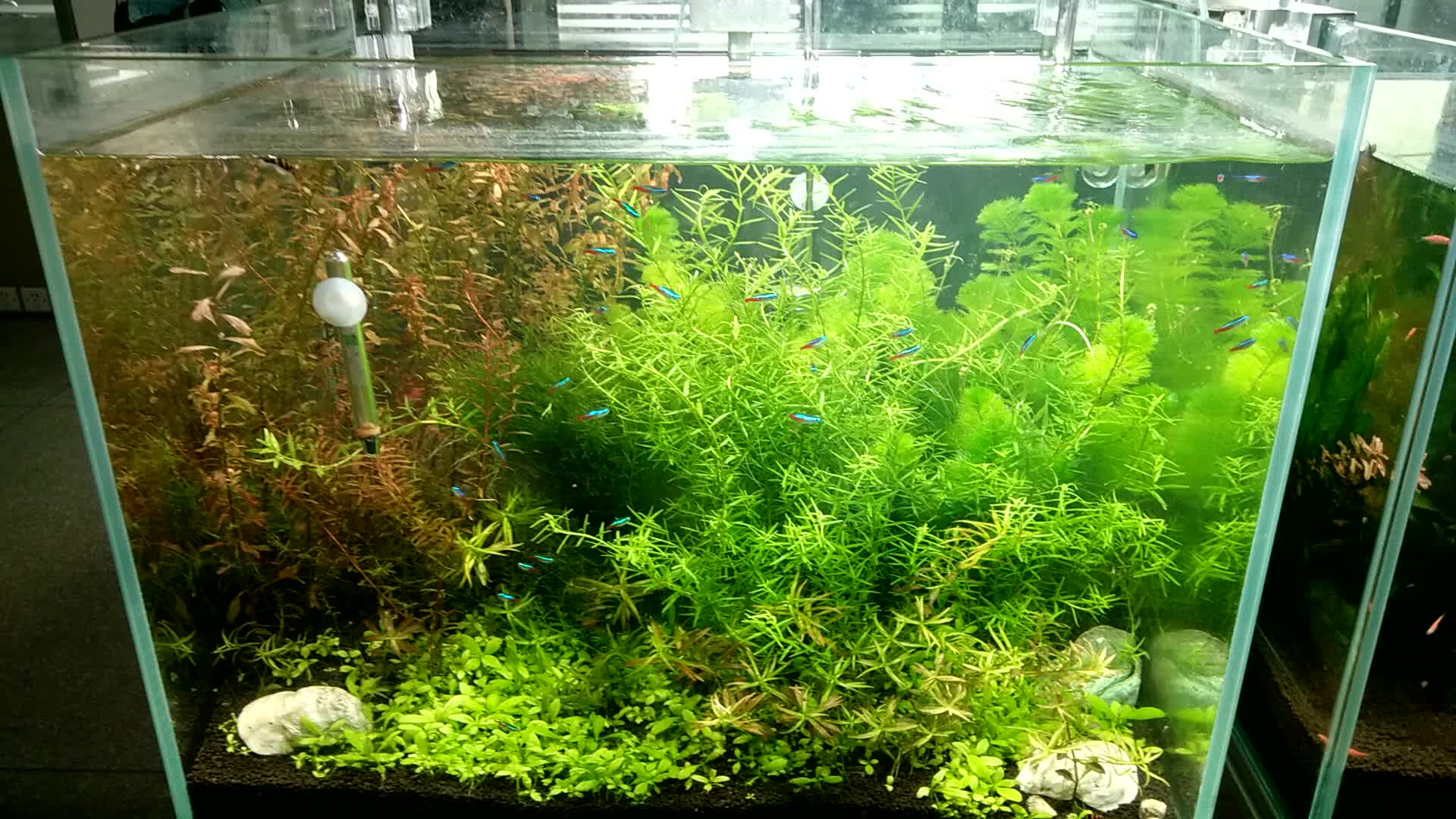 High Quality Full Spectrum Freshwater Aquarium Aquatic