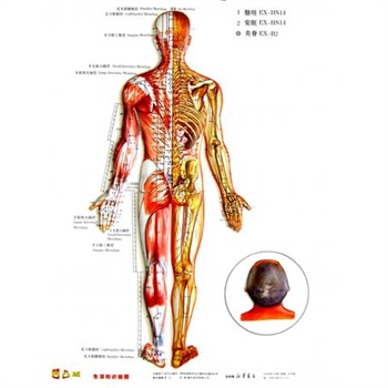 便携式董氏奇穴经穴对照挂图(附说明书 共3张