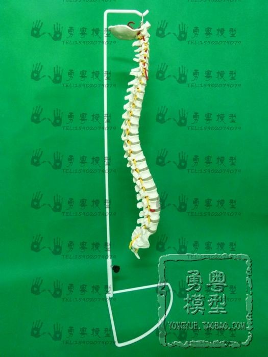 厂家直销 人体 1:1脊柱模型脊椎 中医正骨手法按摩骨科脊椎模型