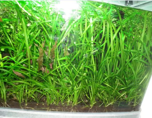 自家ADA泥养的水草 龙舌兰 鸭舌草 水兰草,状