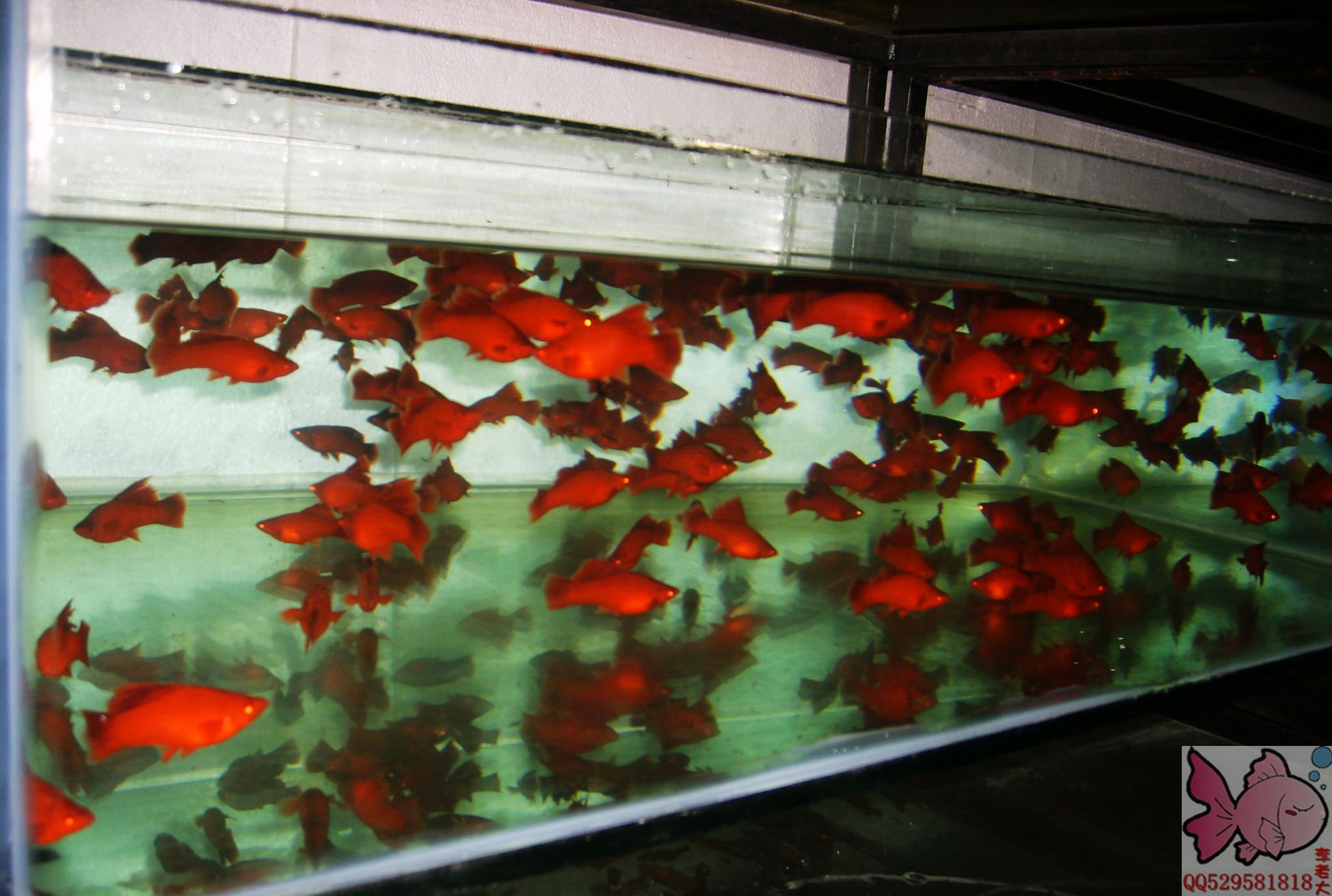 热带鱼观赏鱼 李老大高鳍红箭鱼 高帆红剑鱼 紫