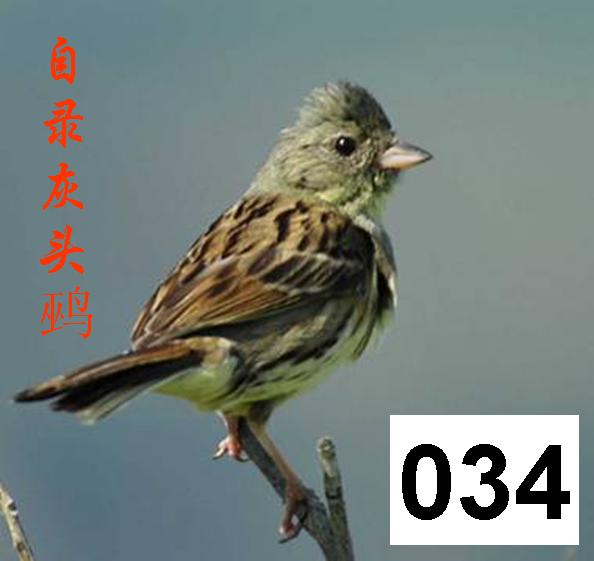 (又名青头雀、蓬鹀、黑脸鹀、青头愣)鸟叫声M