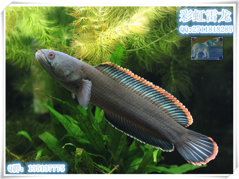 观赏鱼-原生鱼-鳢科-彩虹雷龙-南鳢-雷龙鱼-迷腮鱼(现货)|一淘网优惠购|购就省钱