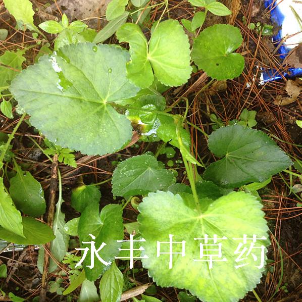 野生异叶茴芹 别名苦爹菜 百路通 茴芹 八月白骚