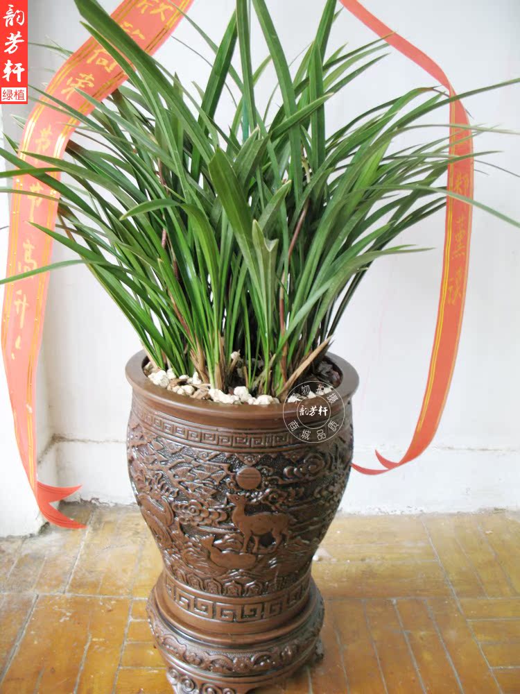 年宵花卉君子兰春节礼物送长辈送领导南京花店