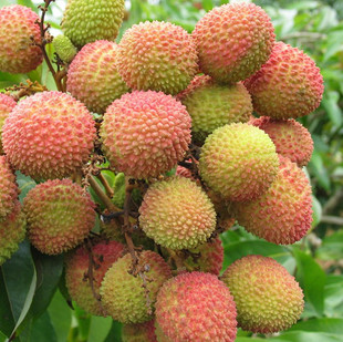 荔枝苗荔枝树苗荔枝当年结果荔枝果树苗当年超