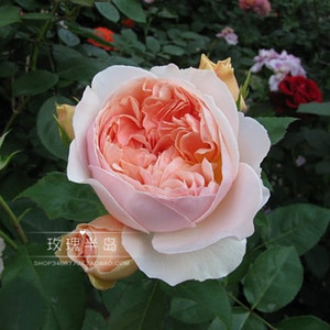 玫瑰半岛欧月朱丽叶 月季花苗 根接苗优惠价5