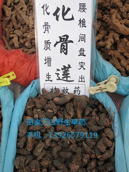 化骨莲:贵州苗家正品天然野生草药中草药中药