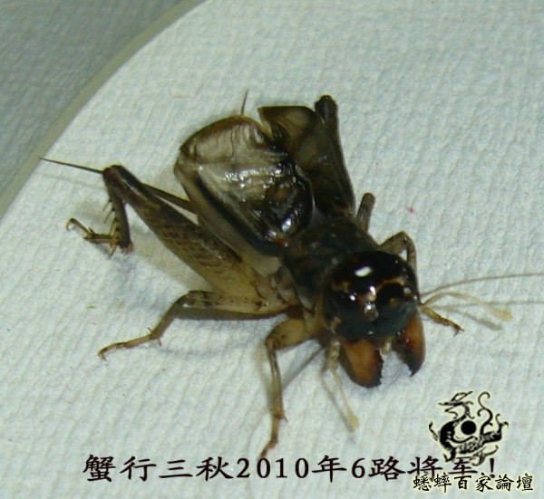 宁阳泗店蟋蟀之都野生蟋蟀\/斗蟋\/秋虫\/听叫\/十赠