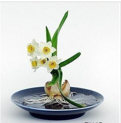 你植物,也可以旱地栽培出售水竹能种在水里,想