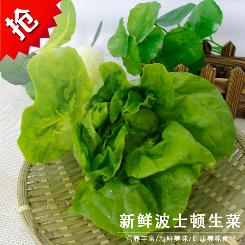 波士顿生菜500g 奶油生菜有机新鲜蔬菜 减肥菜