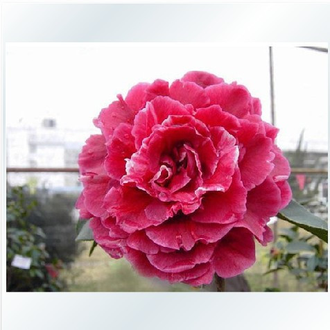 出售 全国闻名中国盆栽茶花品种【玉带紫袍】茶花小苗 实生苗