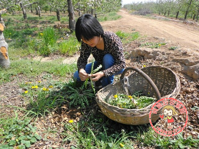 俏媳妇自采野生蒲公英茶全草.干蒲公英消炎妇