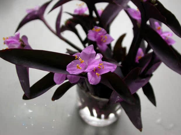 紫罗兰盆栽 吊兰 鸭趾草 紫竹梅 花卉 盆景 可水培 花语永恒的美