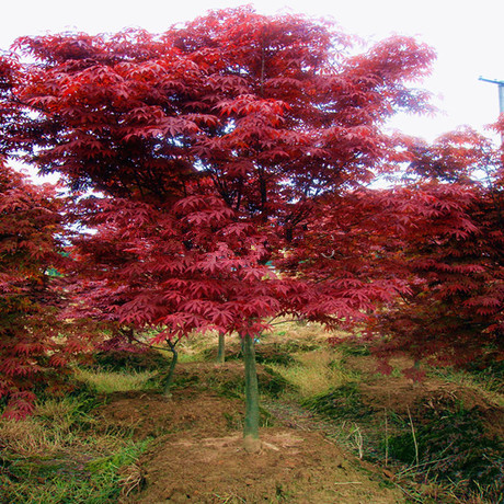 绿化苗木批发庭院花卉红枫树苗日本红枫树苗绿