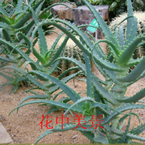 鲜芦荟热销爆款|鲜芦荟怎么做面膜,鲜芦荟擦脸