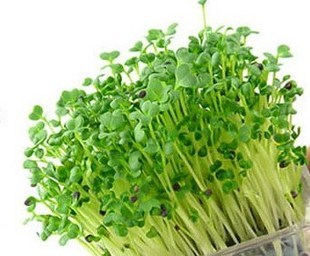 阳台DIY种菜\/水培芽苗菜\/绿豆芽种子\/DIY有机菜