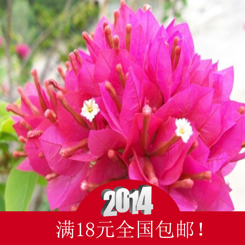 店长推荐 庭院别墅攀爬植物室内盆栽绿植花卉