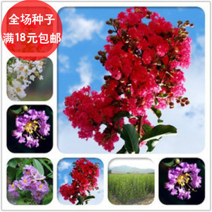紫薇花种子 四季种夏季 花种子批发 秋季播植物