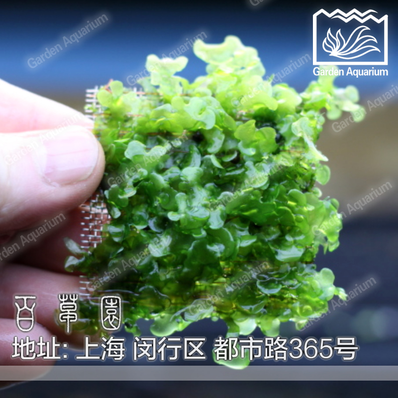 五皇冠 百草园水族馆 怪蕨莫丝 水中叶 水草附5×5厘米不锈钢网