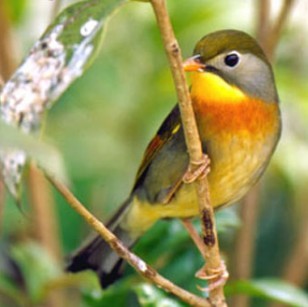 相思鸟叫声高 红嘴长尾蓝鹊叫声 引叫 银耳相思