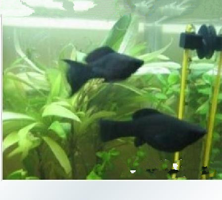 黑玛丽\/ 红玛丽\/白玛丽\/金玛丽鱼小型鱼淡水热带