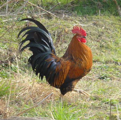 农村散养土公鸡 大公鸡 纯正农家土山鸡 孕妇体