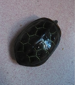 【苏北金线草龟】6-8cm 宠物观赏外塘乌龟活体