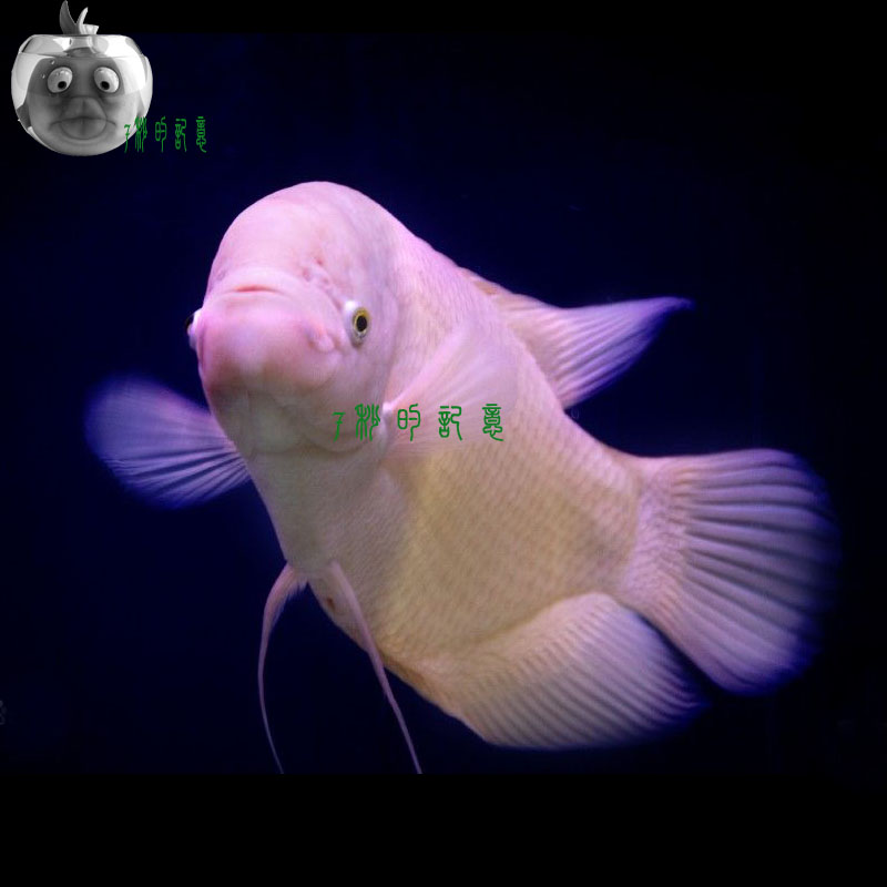 招财 风水鱼黄金战船 热带观赏鱼 龙鱼混养 包活