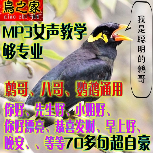 热卖鹩哥\/八哥\/鹦鹉学语\/学说话MP3格式普通话