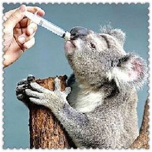 @宠物医疗 喂药喂奶用针管 2ML规格 精确量药