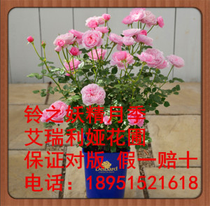 《艾瑞利娅》欧月铃之妖精嫁接小苗大花月季盆