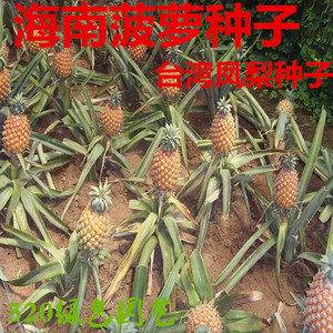 海南菠萝种子 台湾进口凤梨种子营养价值高南