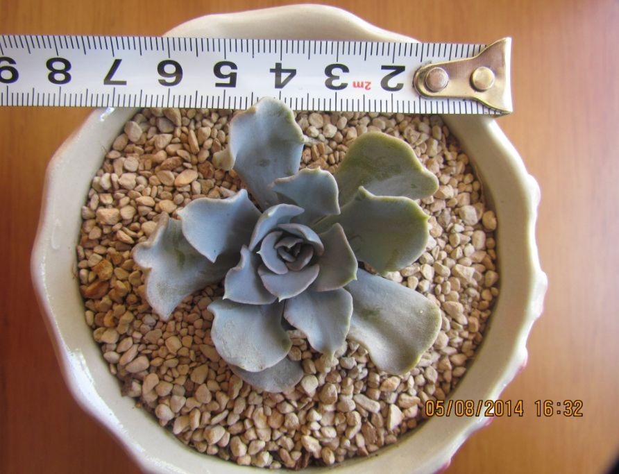 利比里亚 多肉植物 养定 带盆 一物一拍|一淘网