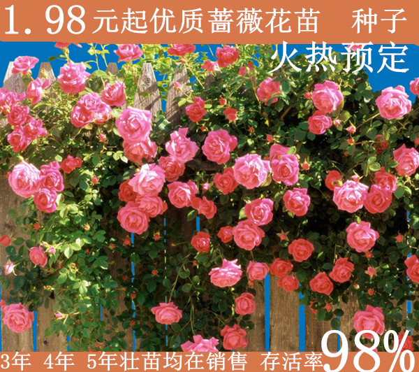 爬墙蔷薇花苗5年爬藤苗盆景花卉盆栽绿植月季
