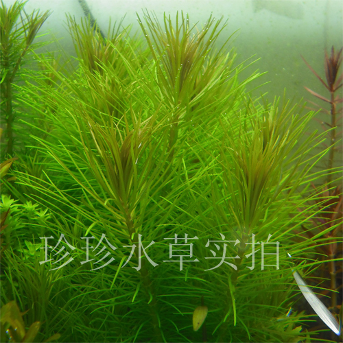 水草越南百叶 百叶 绿百叶水草 特价(一枝-珍珍水草