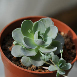 多肉植物 子持年华 莲华 小型品种 生长旺盛期