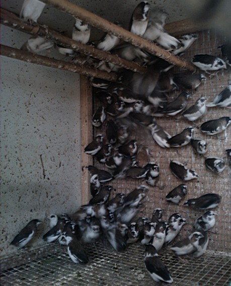 白腰文鸟<em>十姐妹</em>保姆<em>鸟</em>齐抓<em>10</em>元一只|一淘网优