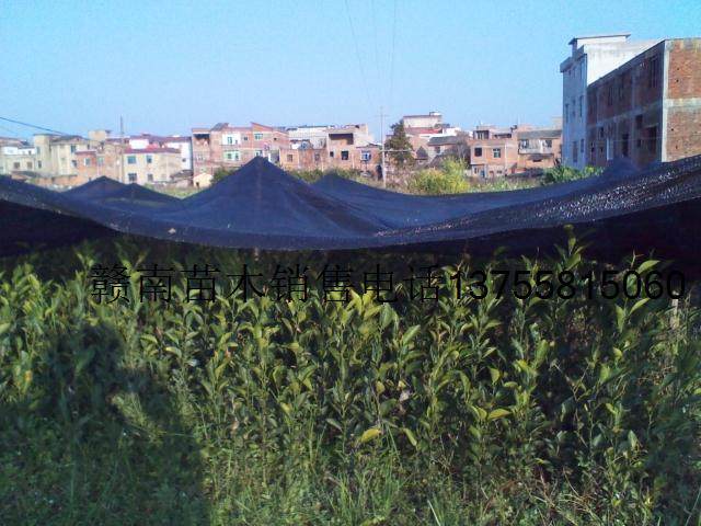 红橘砧木苗大量出售|一淘网优惠购|购就省钱