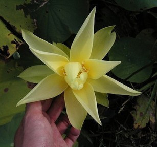 醉花苑水生花卉水培植物开花绿植荷花碗莲杏黄