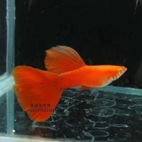 孔雀鱼全红血红大红袍火炬鱼孔雀鱼缎带全红大