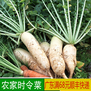 广东农家新鲜白萝卜绿色蔬菜 有机种植 当日采
