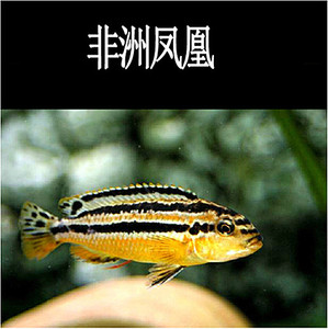 小火水族 三湖慈鲷 马鲷 坦鲷 非洲凤凰 活体4c