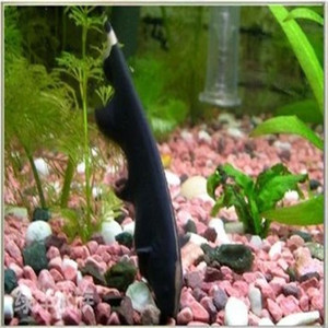 魔鬼刀鱼、黑魔鬼、魔鬼刀、羽毛鱼、活体鱼、热带鱼 观赏鱼优惠价18.8元,魔鬼刀、羽毛鱼、活体精心为您挑选-麦尔网购导航-网购宝