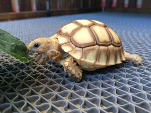 人工养殖苏卡达 乌龟 宠物龟活体 陆龟活体 素食