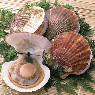 獐子岛扇贝1000g特级扇贝鲜活水产品海鲜贝类