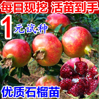 突尼斯软籽石榴树树苗庭院果树特大盆栽地栽老桩果苗嫁接当年结果