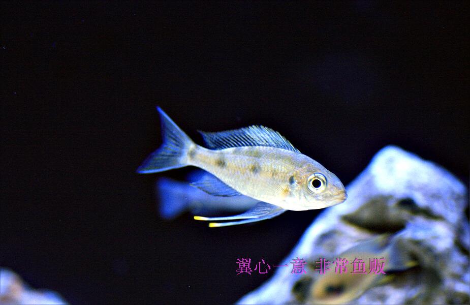 20130922 蓝帝提灯\/橙头蓝帝提灯 紫衫凤凰|一