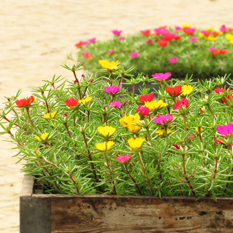 半枝莲花籽 太阳花种子重瓣混色 死不了 大花马