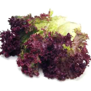  新鲜 紫叶生菜 优质 紫色生菜 西餐厨房用品 500g